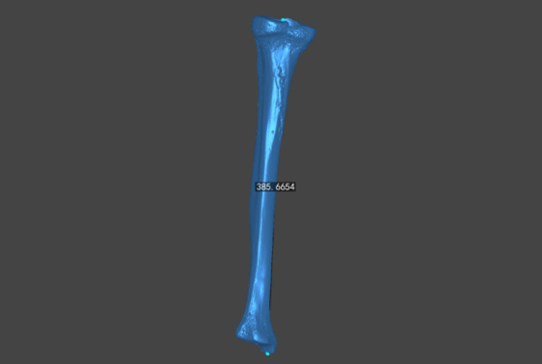 3D scan of a bone.