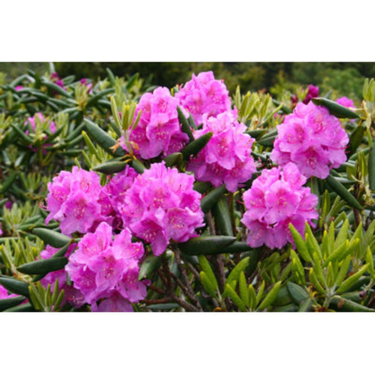 Blooming Rhododendron  by Duncanecampbell