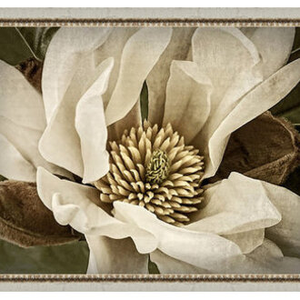 Classic Magnolia II