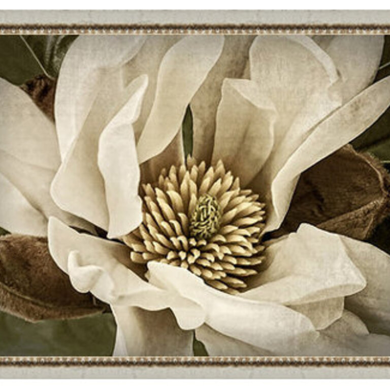 Classic Magnolia II