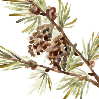 Simple Pine Cone II  by June Erica Vess Painting Print