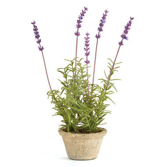 Alina French Lavender Potted