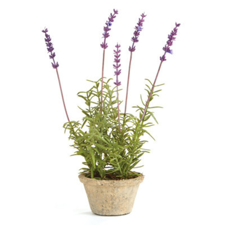 Alina French Lavender Potted