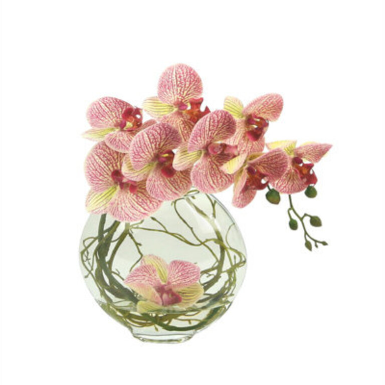 Orchids Arrangement in Vase