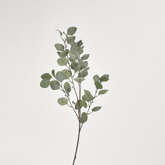 36 Faux Silver Dollar Eucalyptus Branch