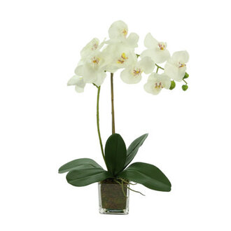 Kora Orchid Arrangement in Square Glass Vase