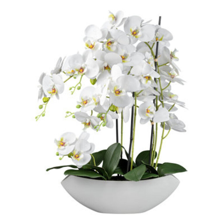 Orchids Arrangement in Vase