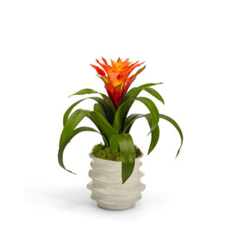 Bromeliad Floral Arrangement in Pot