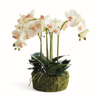 Stiles Handmade Light Pink Orchid with Root Ball