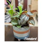 The Flower Shack The Flower Shack Live Plants