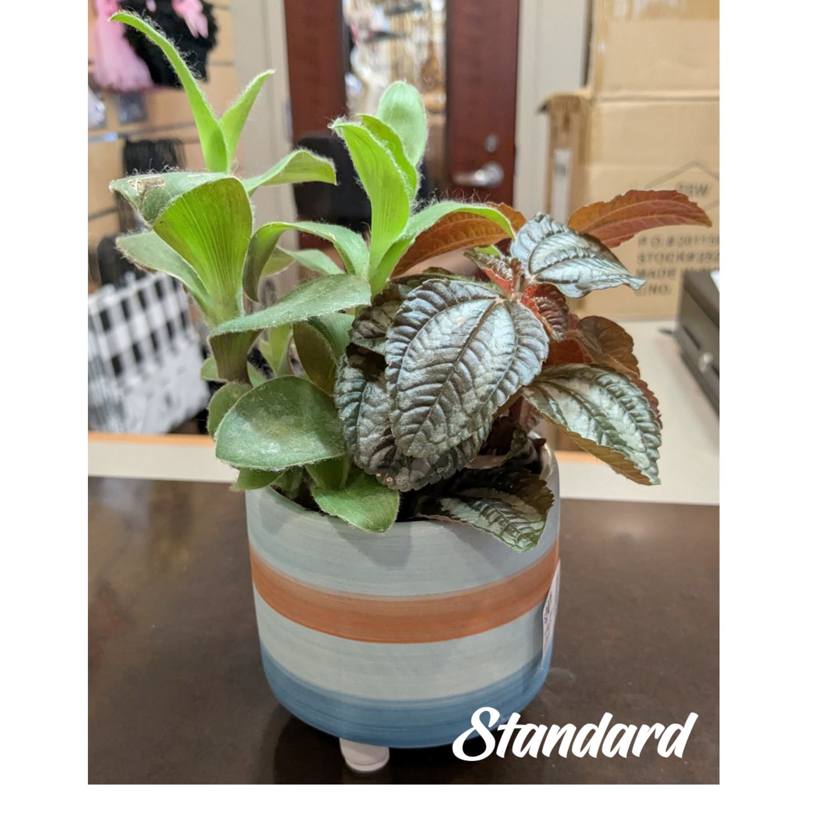 The Flower Shack The Flower Shack Live Plants