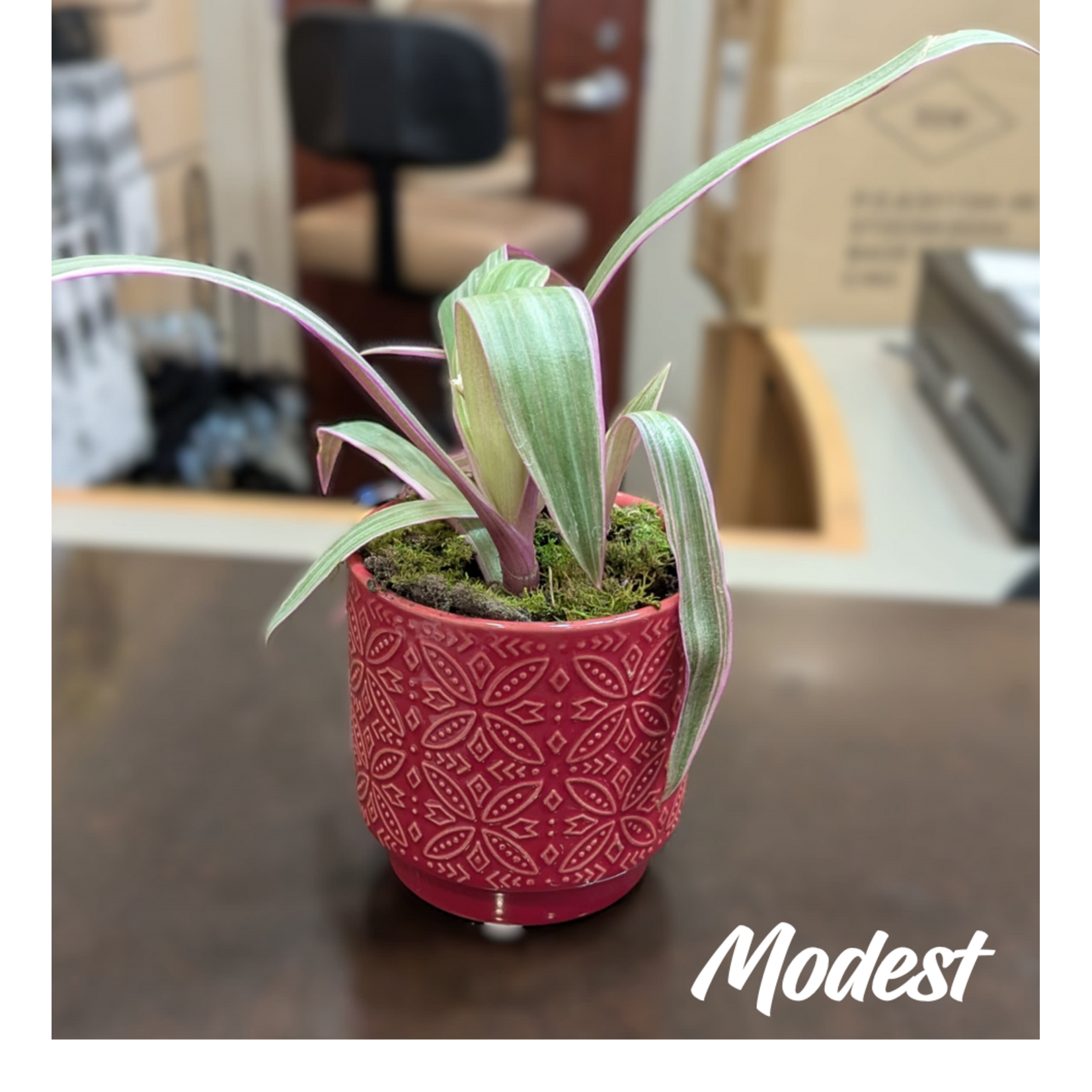 The Flower Shack The Flower Shack Live Plants