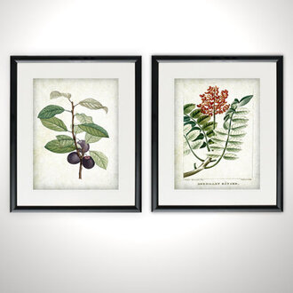 Vintage Botanical Sketch XI 2 Piece Framed Acrylic  2 - Pieces