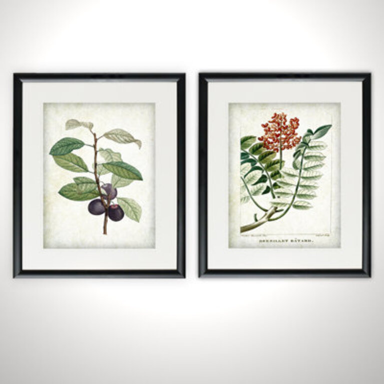 Vintage Botanical Sketch XI 2 Piece Framed Acrylic  2 - Pieces