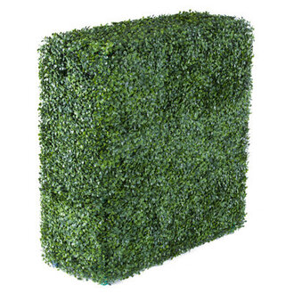 Boxwood Hedge