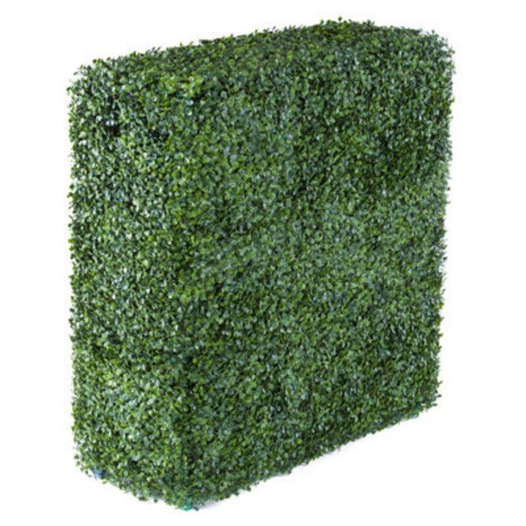 Boxwood Hedge