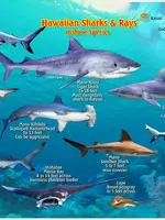 Franko Maps Franko Maps - Hawaiian Sharks and Rays Card