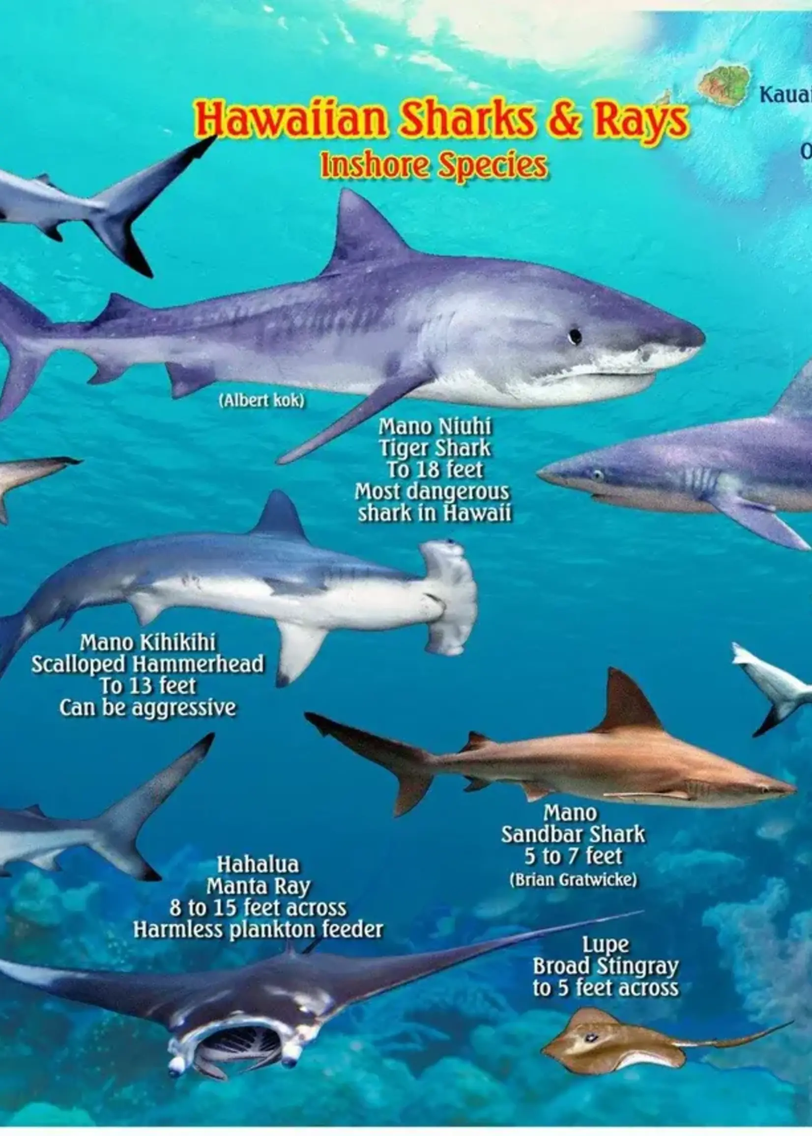 Franko Maps Franko Maps - Hawaiian Sharks and Rays Card