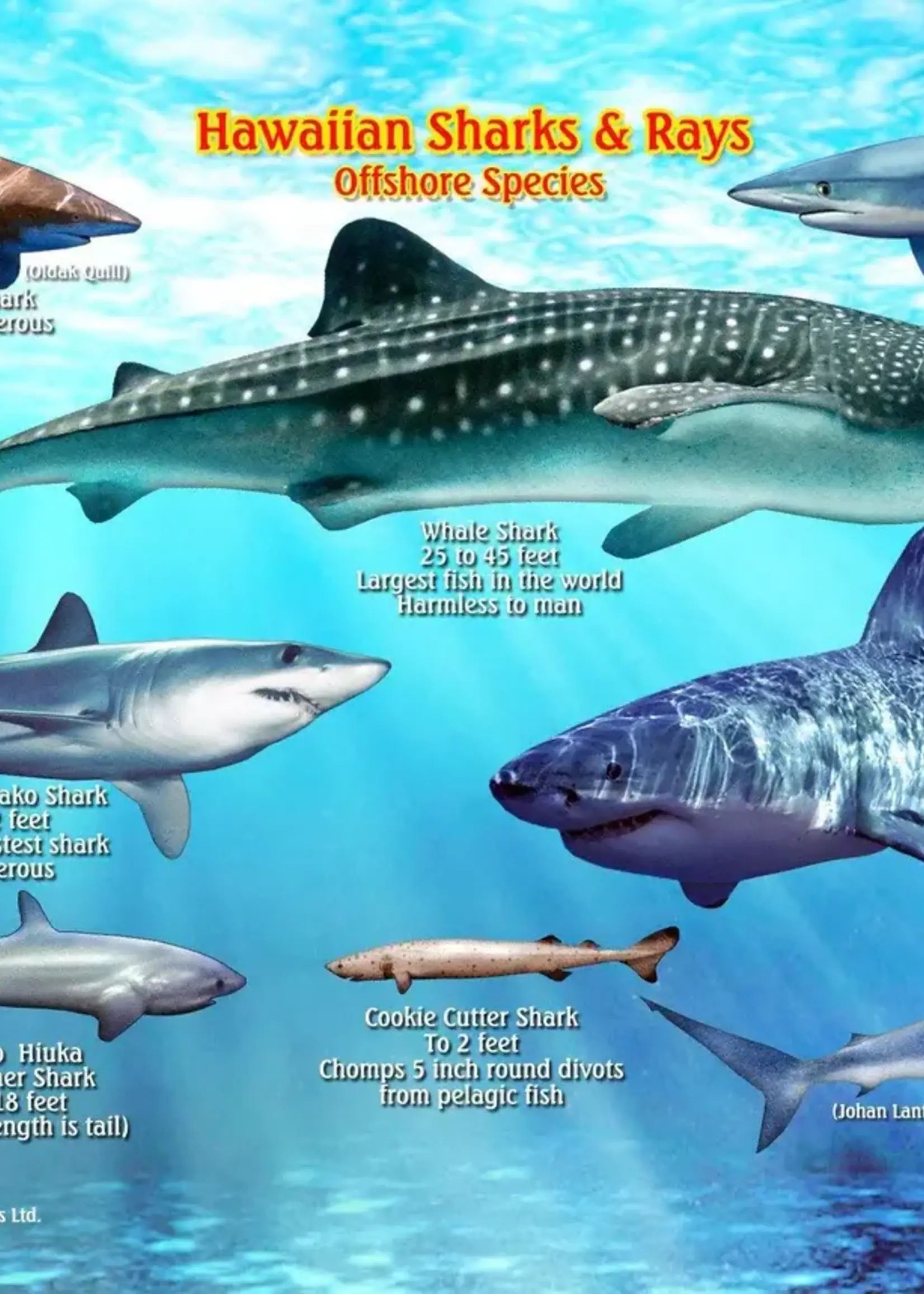 Franko Maps Franko Maps - Hawaiian Sharks and Rays Card