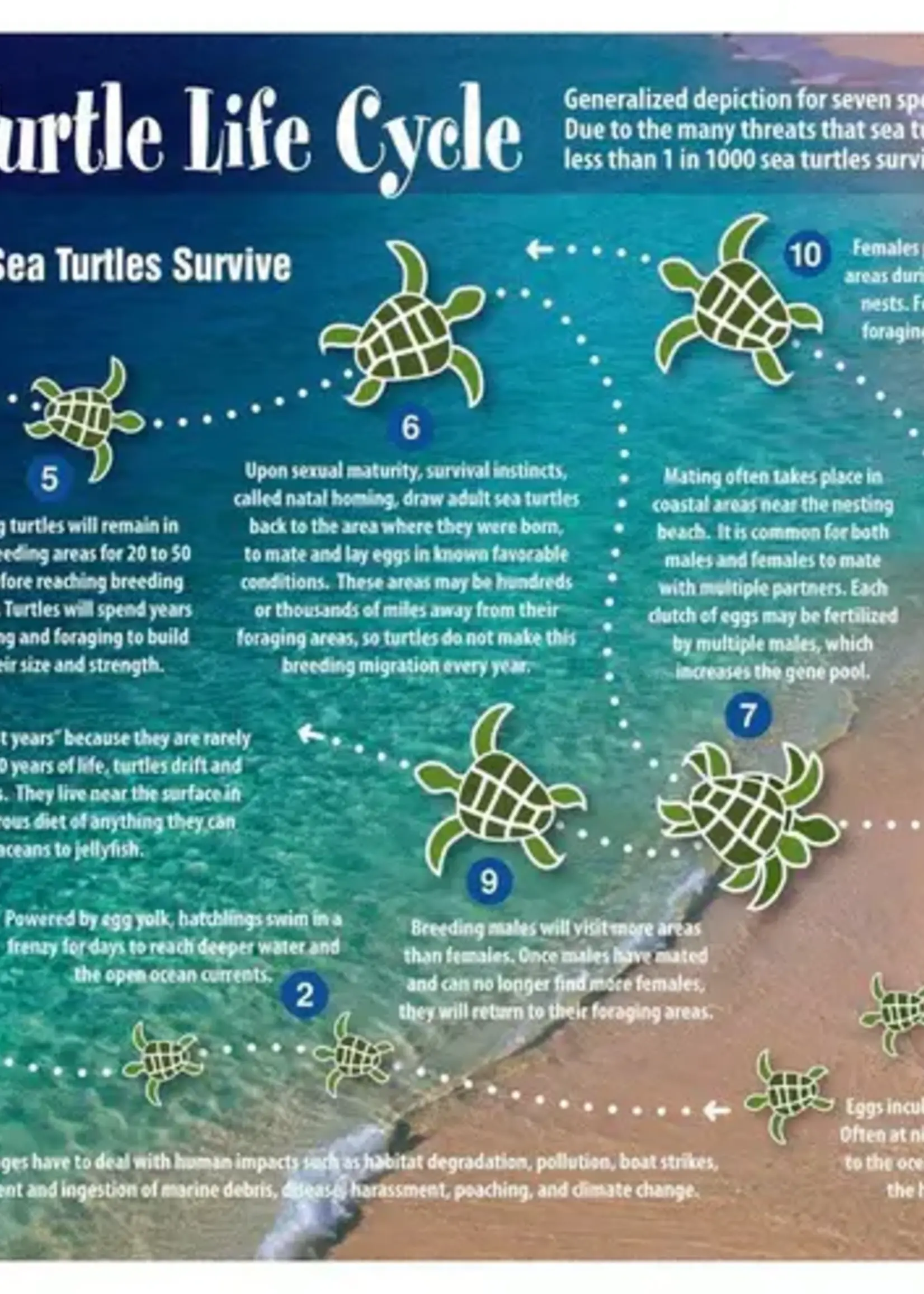 Franko Maps Franko Maps - Sea Turtle Life Cycle Card