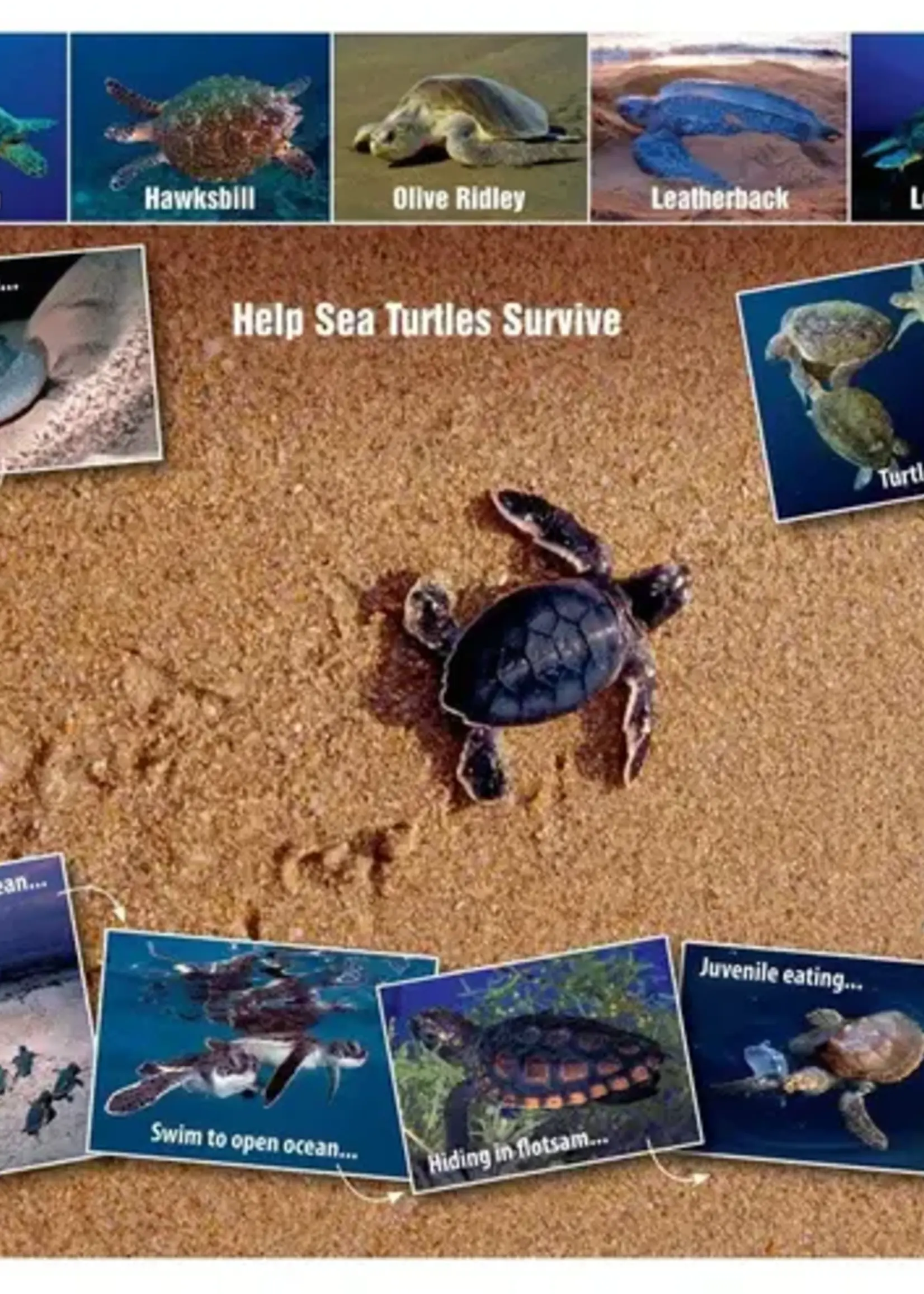 Franko Maps Franko Maps - Sea Turtle Life Cycle Card