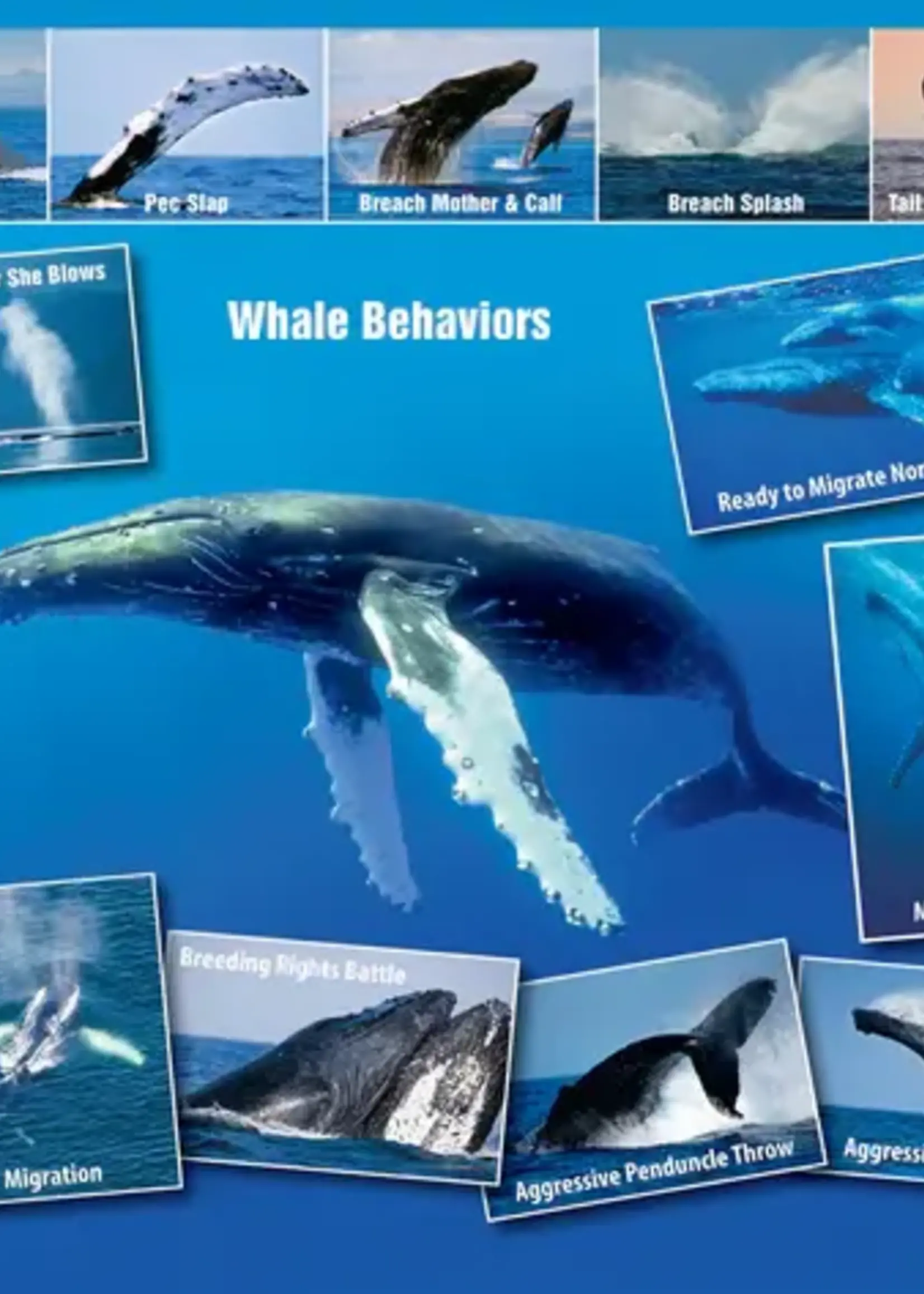 Franko Maps Franko Maps - Guide Card Pacific Humpback Whale Migrations