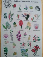 Natural World Press Natural World Press - Hawaiian Flowers ID Card