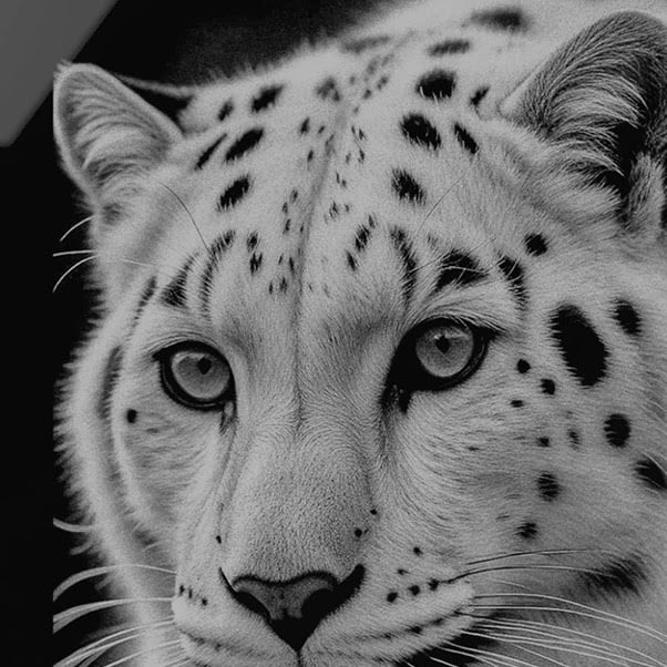 Engraved head of a leapard head on black acrylic