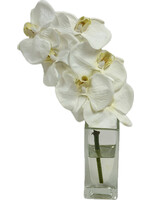 Baby Phalaenopsis Orchid in 4"H Square Budvase (WM6)