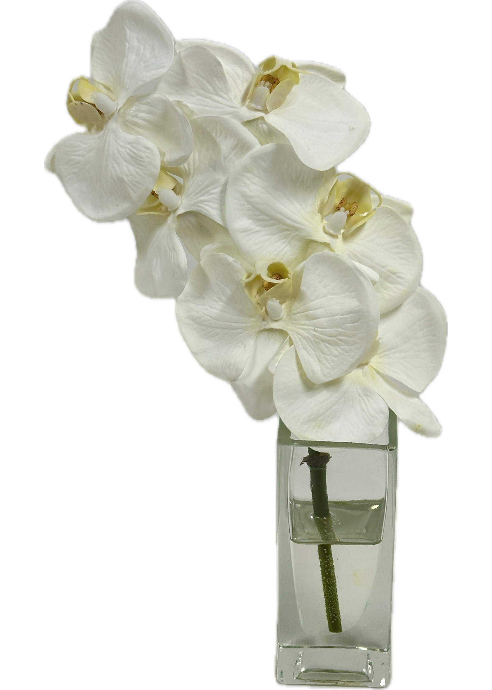Baby Phalaenopsis Orchid in 4"H Square Budvase (WM6)