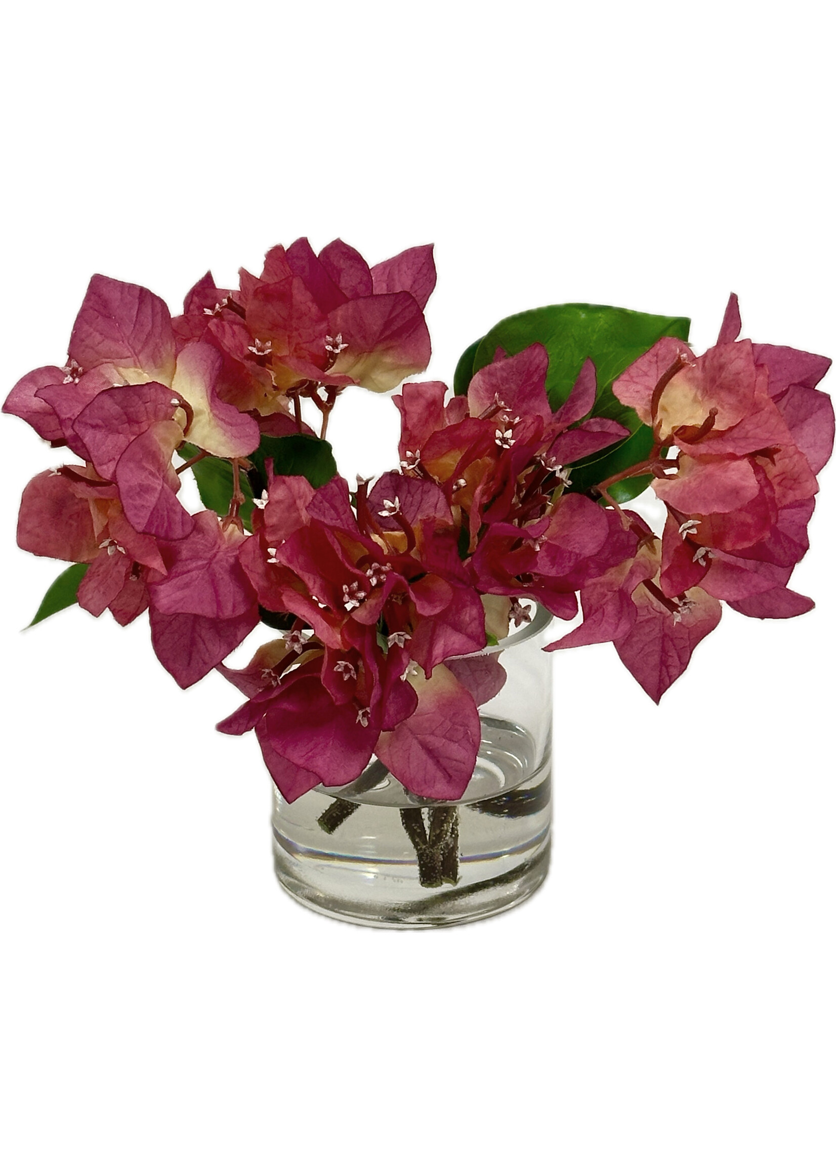 Bougainvillea in 3" Cylinder (WM4)