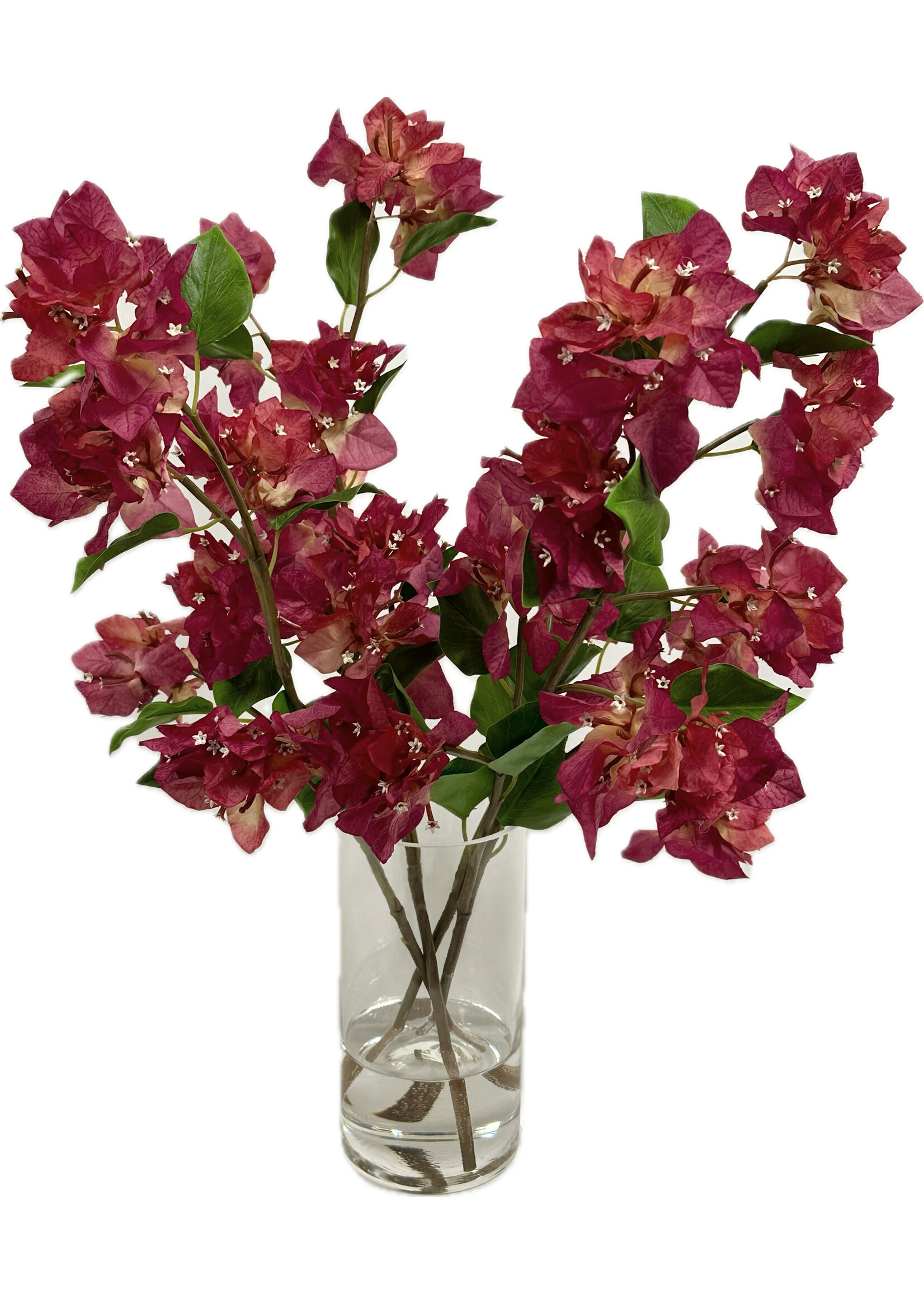 Bougainvillea in 8"H  Cylinder (WM2)