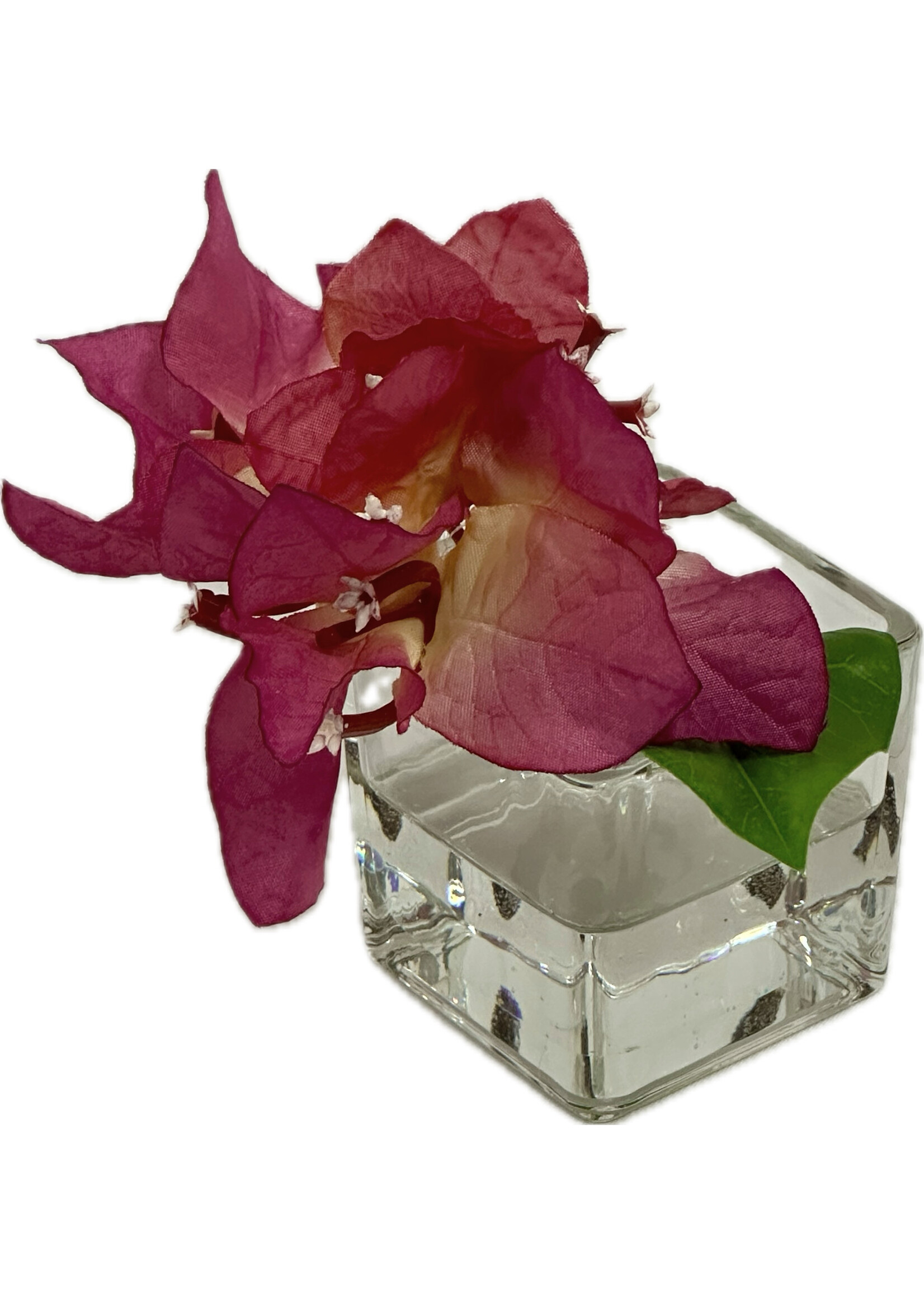 Bougainvillea Votive (WM12)