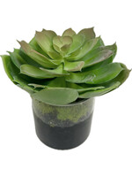 Echeveria in 4" Cylinder (WM2)
