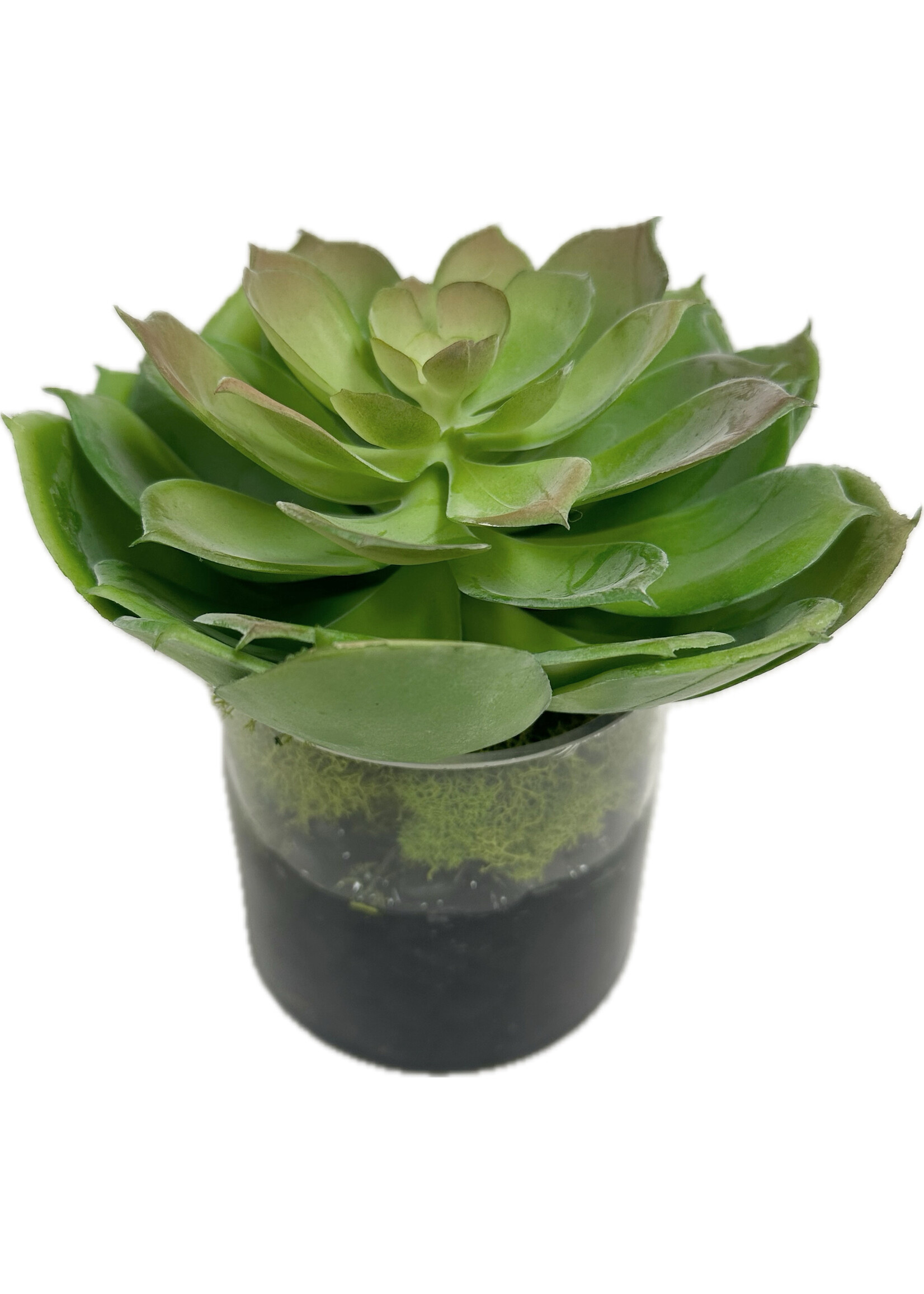 Echeveria in 4" Cylinder (WM2)