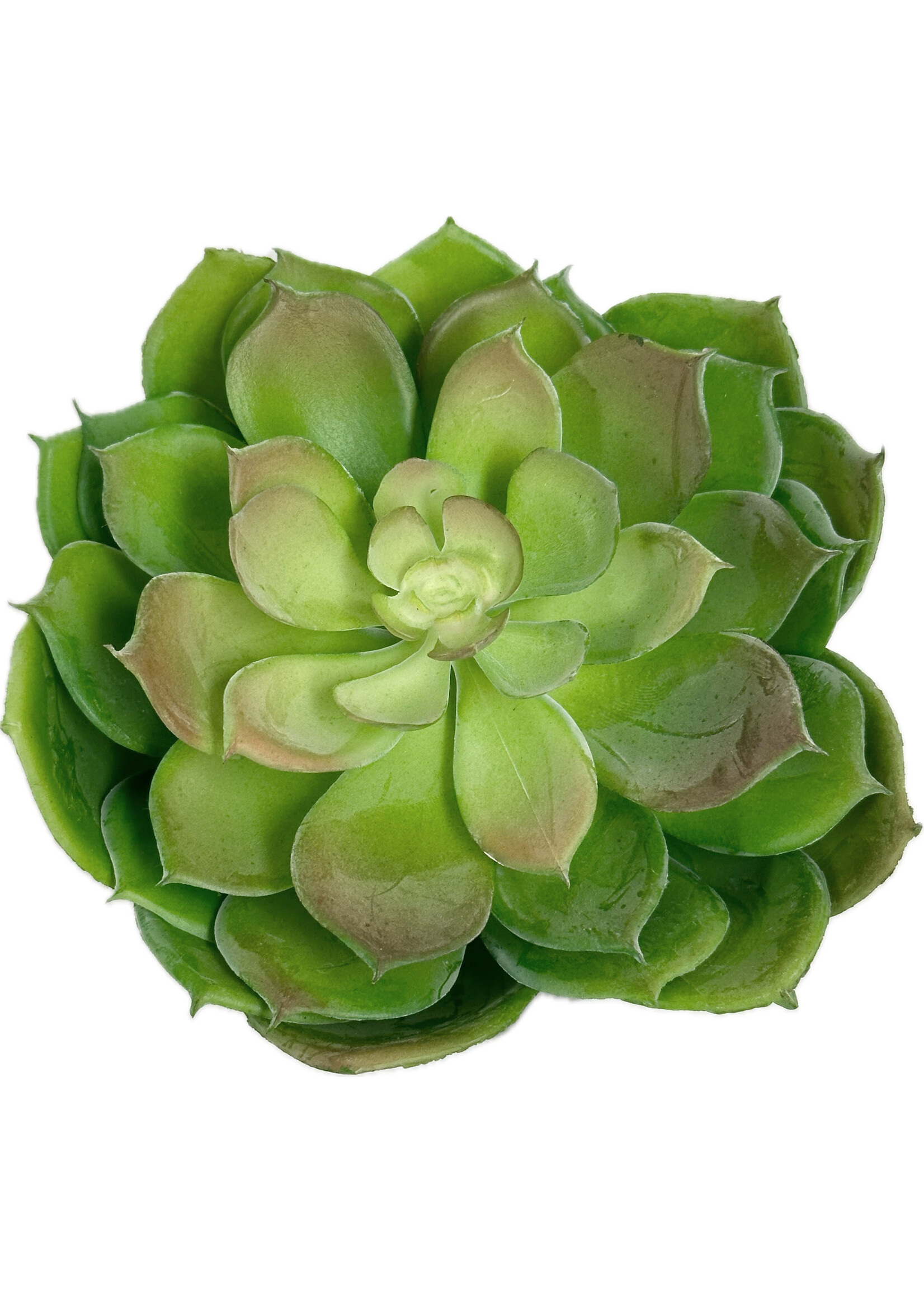 Echeveria in 4" Cylinder (WM2)