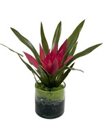 Ginger  in 4" Cylinder-Pink (WM2)
