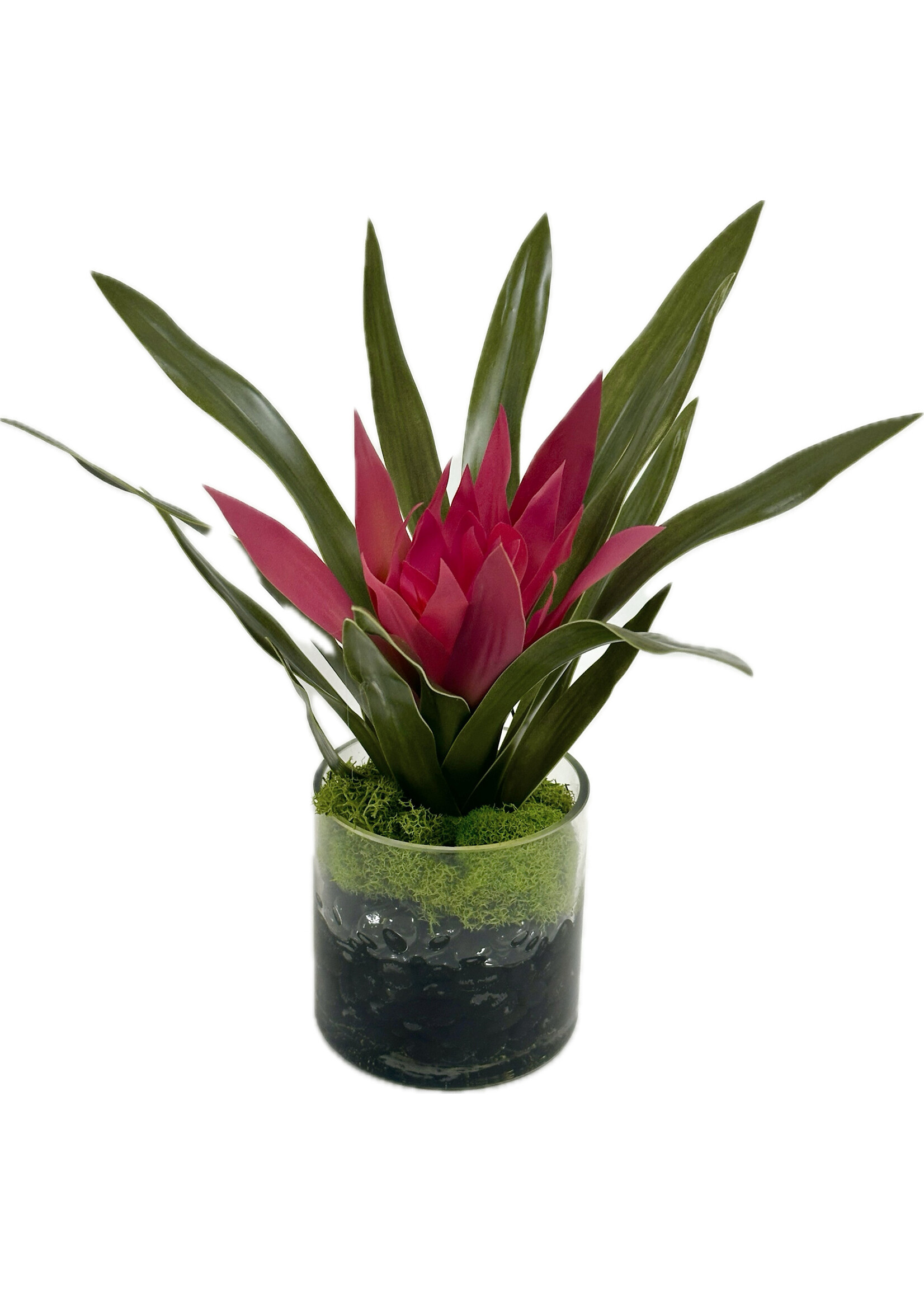 Ginger  in 4" Cylinder-Pink (WM2)