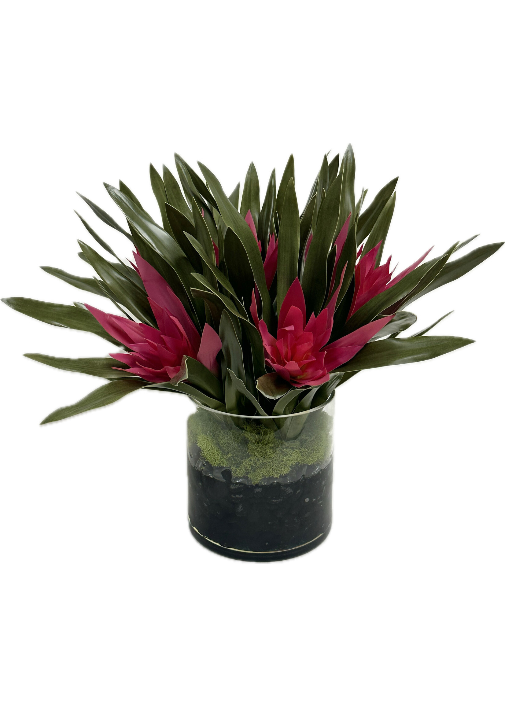 Ginger in 6" Cylinder-Pink (WM2)