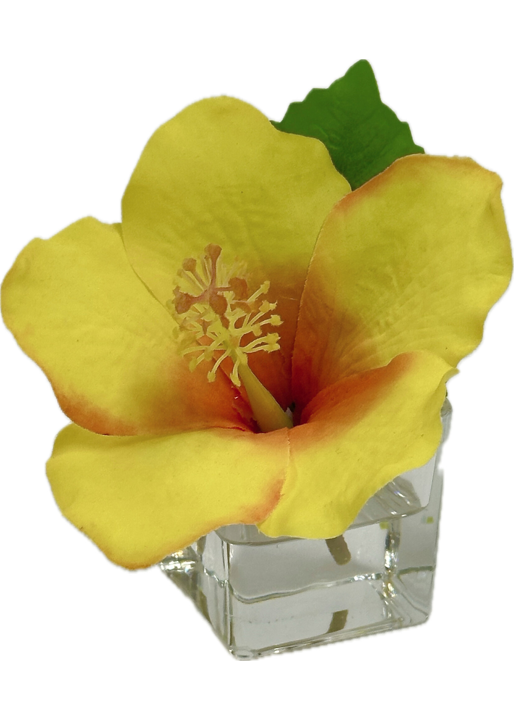Hibiscus Votive-Yellow Orange (WM12)