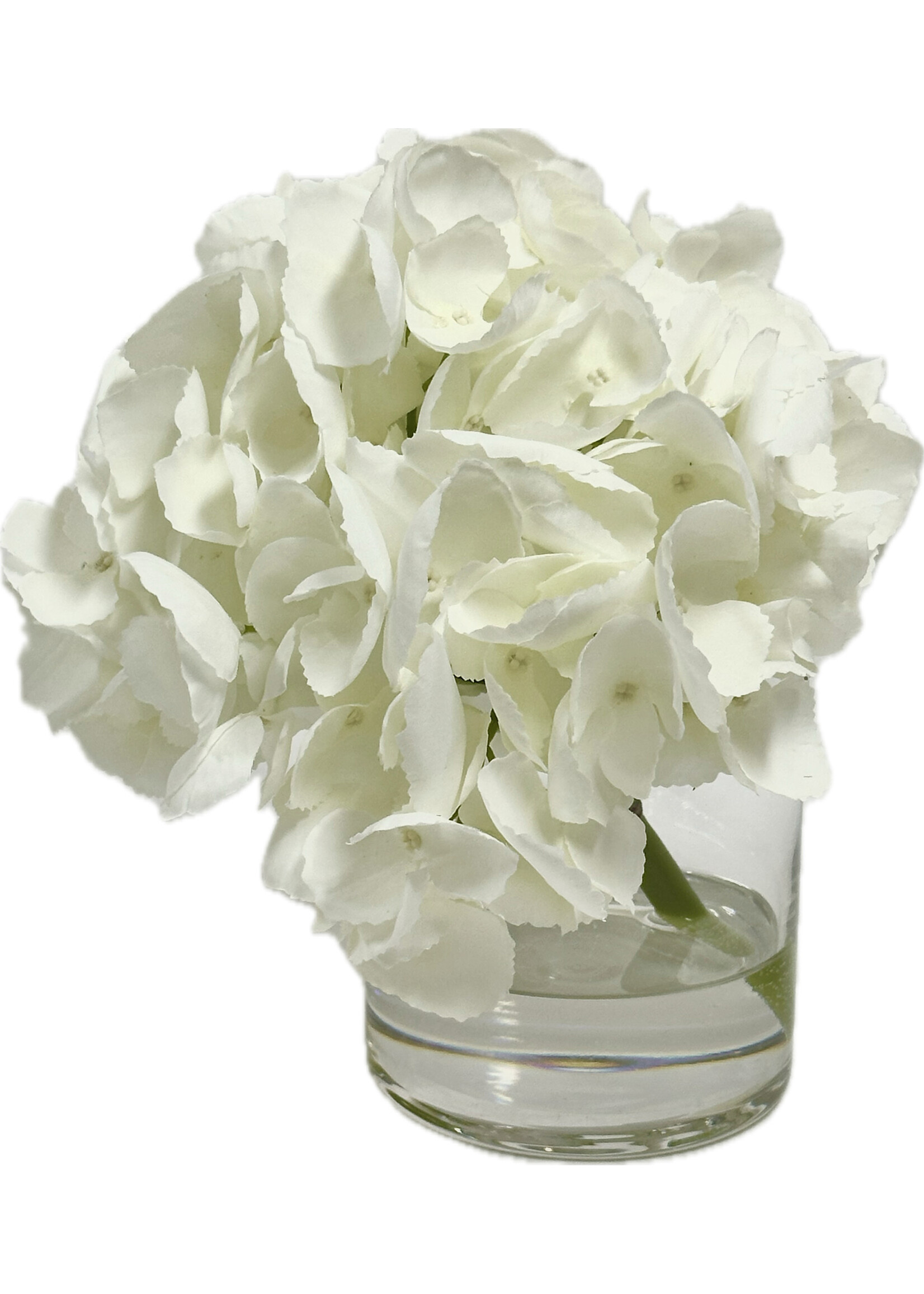 Hydrangea x1 in 4" Cylinder-White ($70 List)