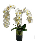 Large Phalaenopsis Orchid x3 in Cylinder-White (WM2)