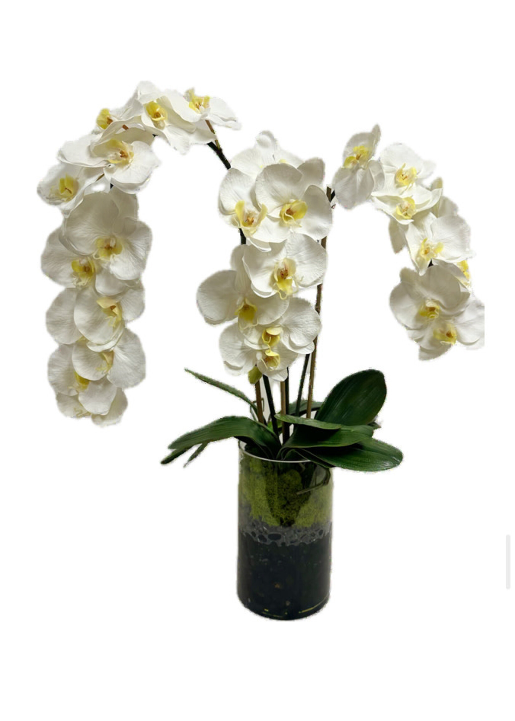 Large Phalaenopsis Orchid x3 in Cylinder-White  (WM2)