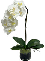 Medium Phalaenopsis Orchid x1 in 5" Cylinder-White (WM2)