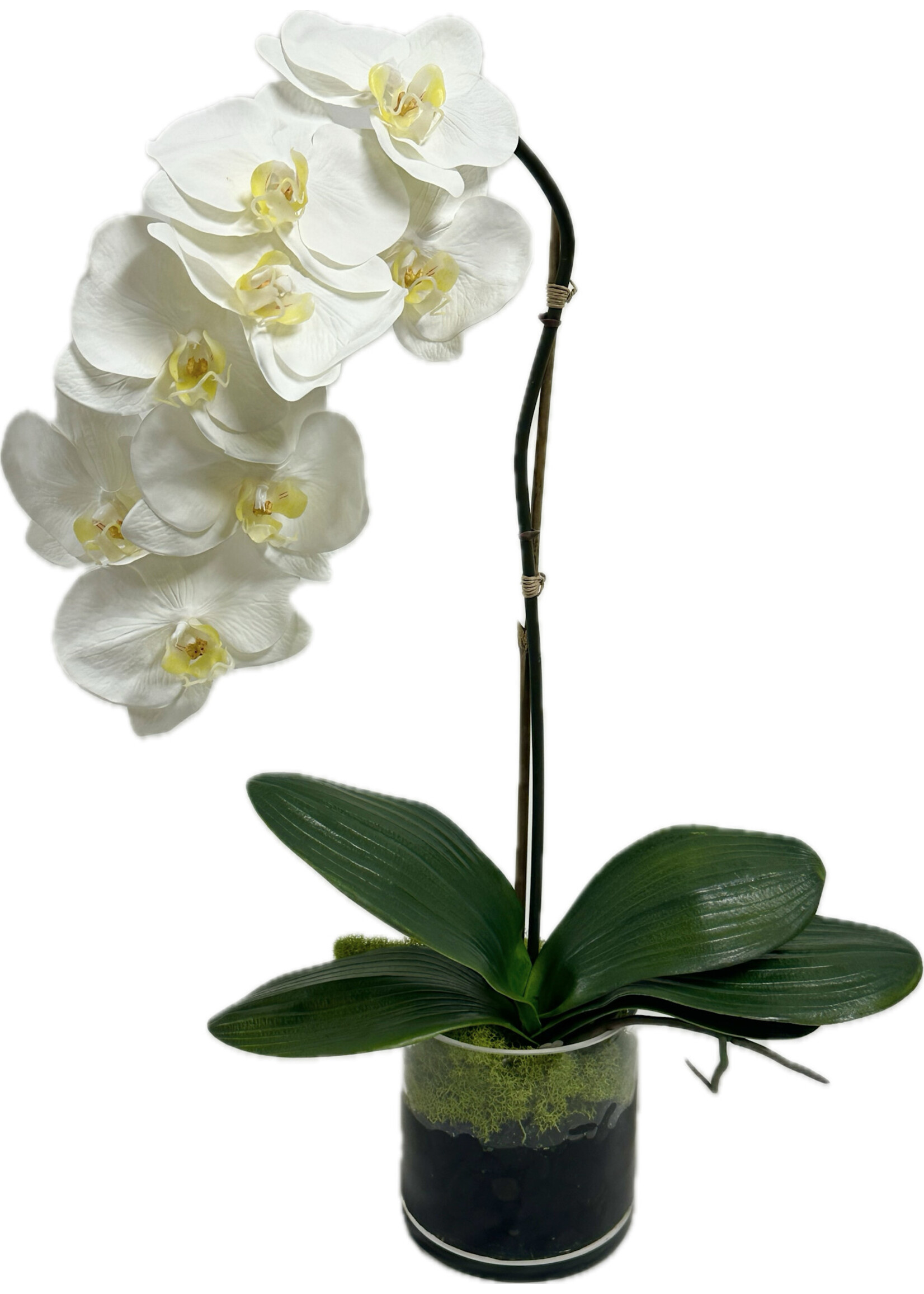 Medium Phalaenopsis Orchid x1 in 5" Cylinder-White (WM2)
