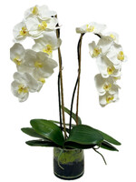 Medium Phalaenopsis Orchid x2 in 5" Cylinder-White (WM2)