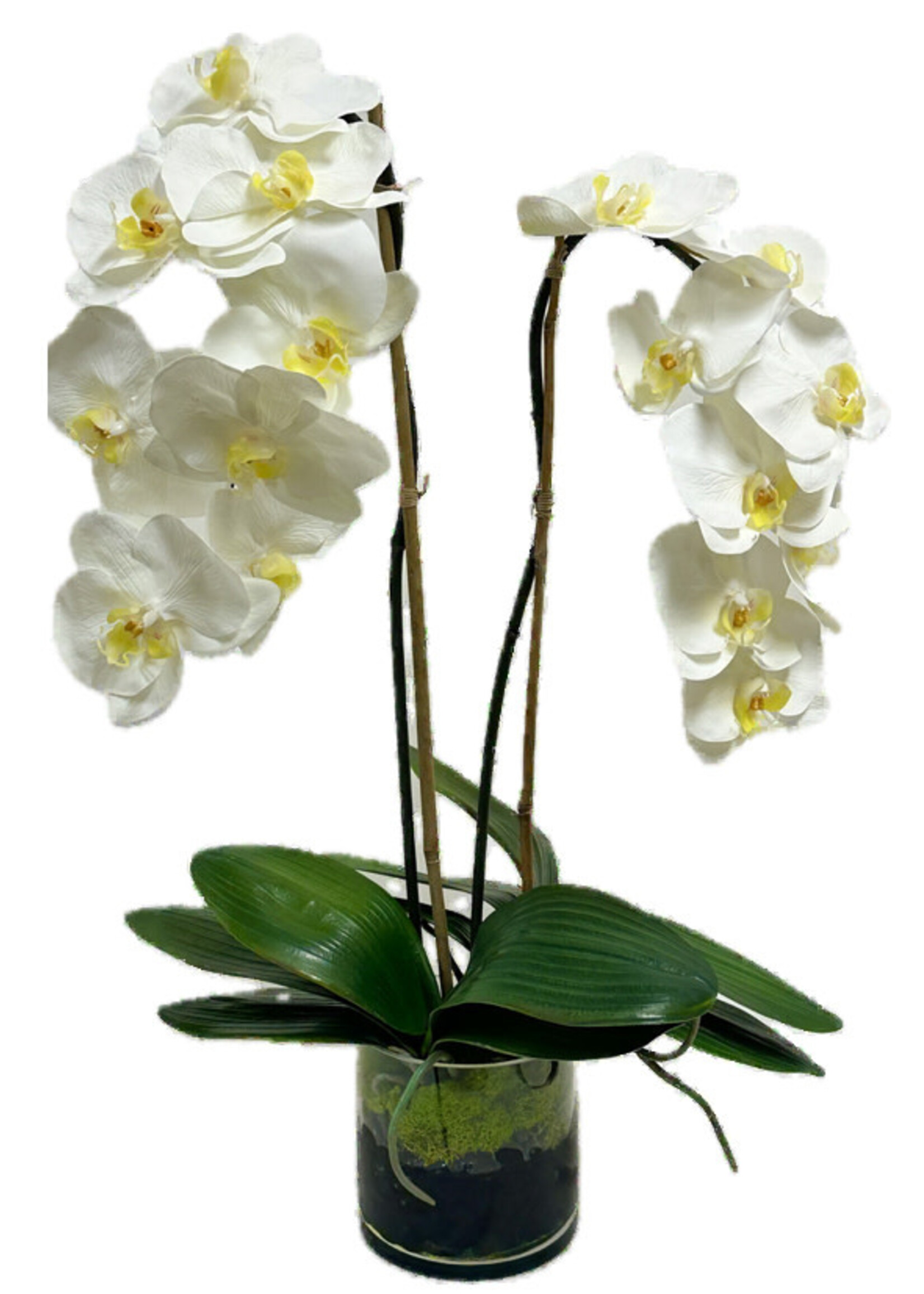 Medium Phalaenopsis Orchid x2 in 5" Cylinder-White (WM2)