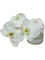 Phalaenopsis Orchid Cutting in 3" Cylinder-White (WM6)