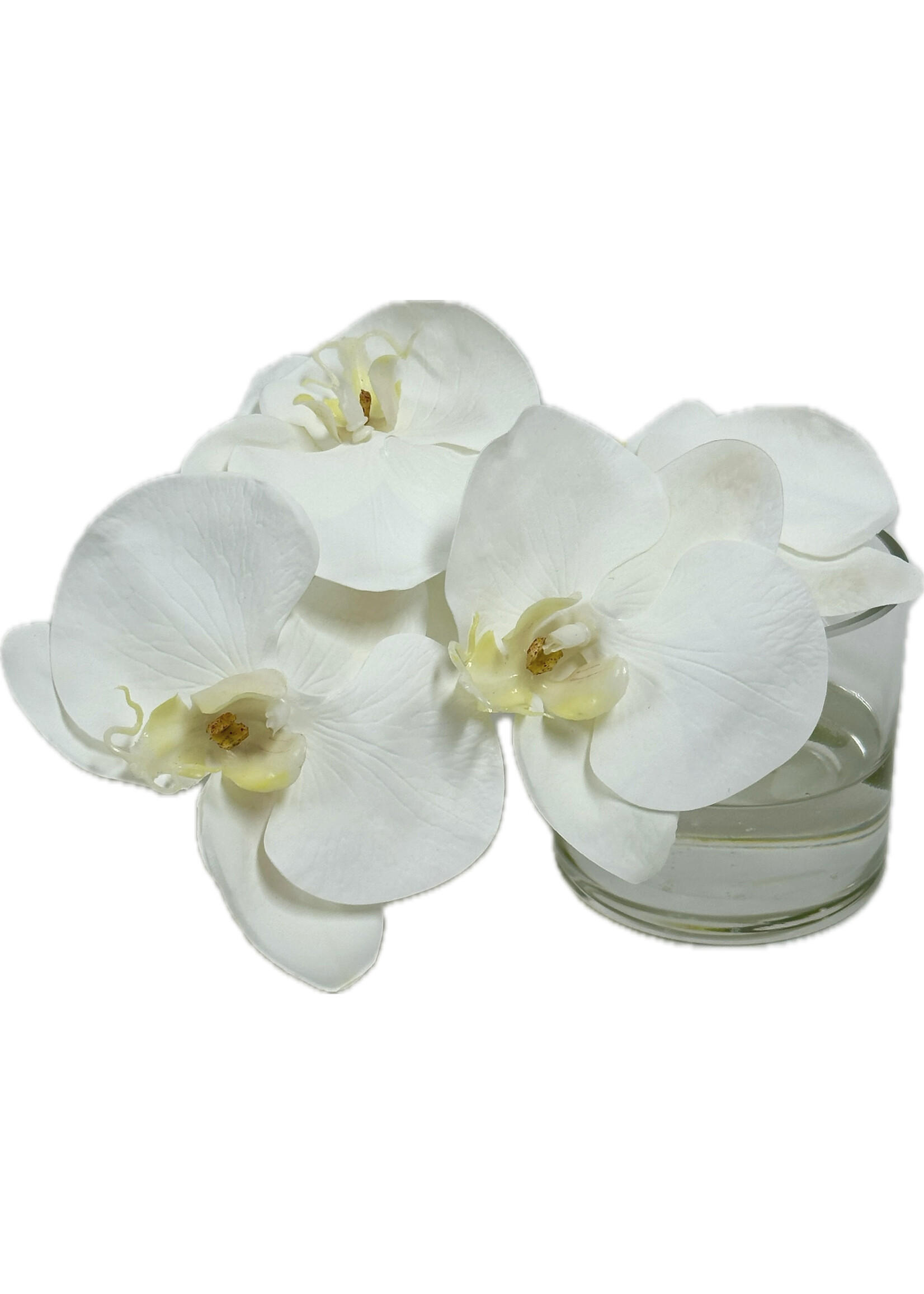 Phalaenopsis Orchid Cutting in 3" Cylinder-White (WM6)
