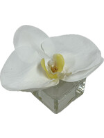 Phalaenopsis Orchid Votive-White (WM12